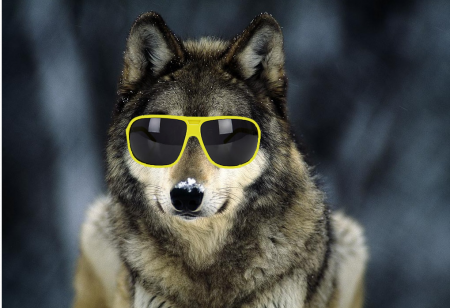 wolfdude2