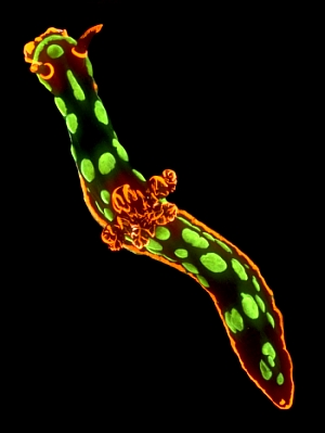 neon-colored-sea-slug