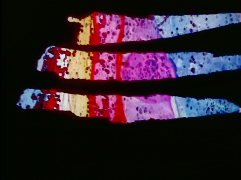 Peyote Queen, a film by Storm De Hirsch, 1965, 8 mins, 8mm, color, sound